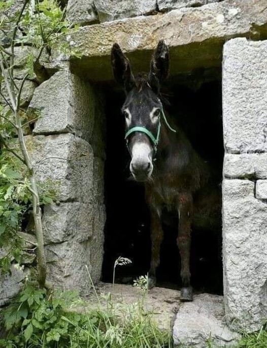 Magarac na vratima fb o