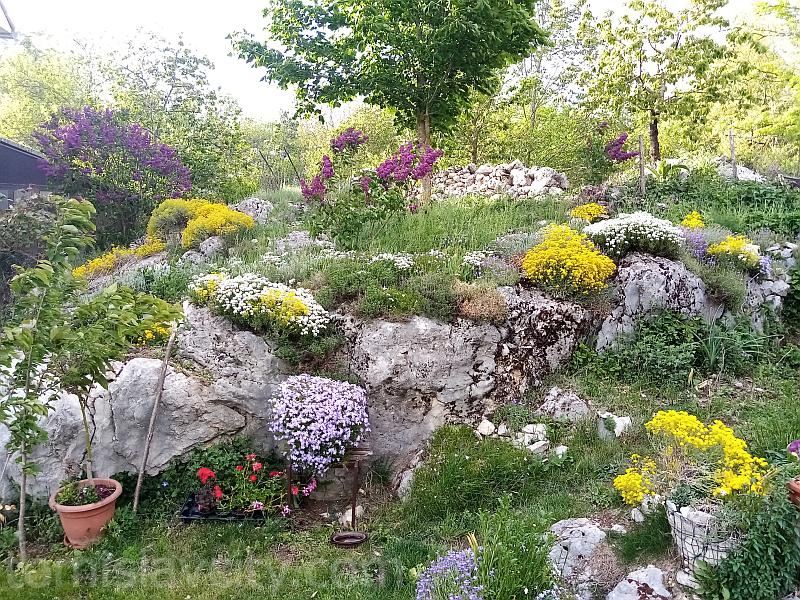 cvijece rosko polje 0